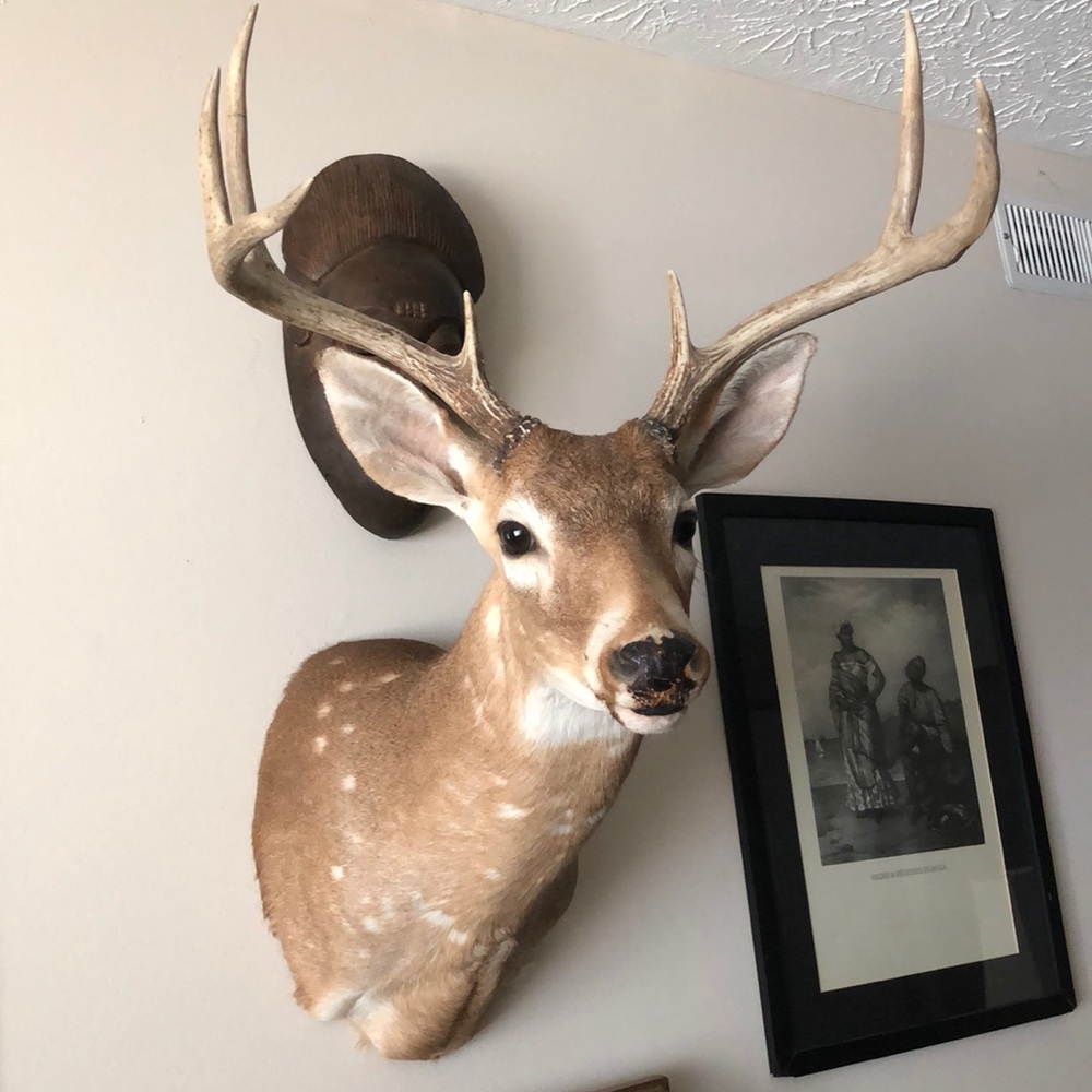 Deer head Bust wall hanging